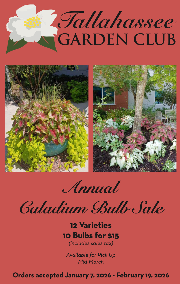 Caladium Brochure